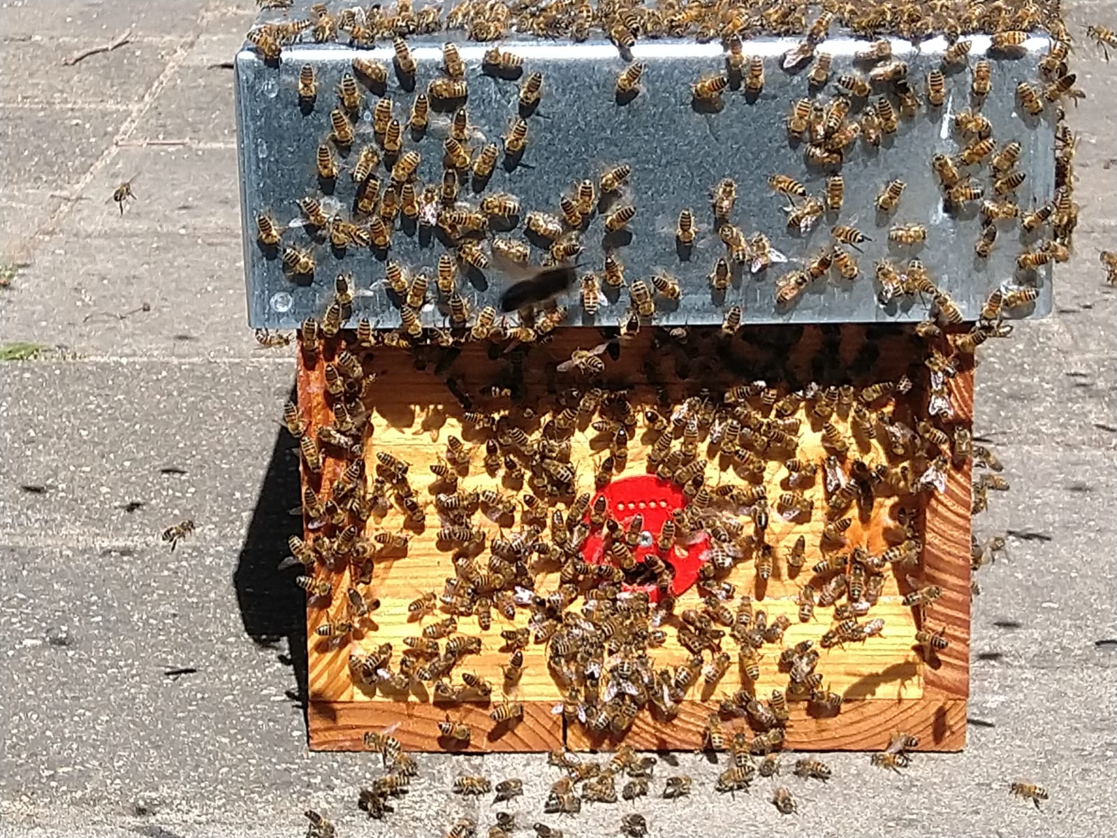 16 mei 2020: verwijderen bijennest uit boom naast de kerk
